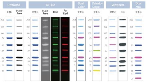 precision protein ladder|Precision Plus Protein™ Dual Color Standards from Bio